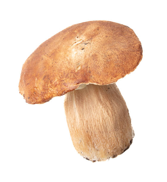 istock Boletus mushrooms isolated on white background 2148834936