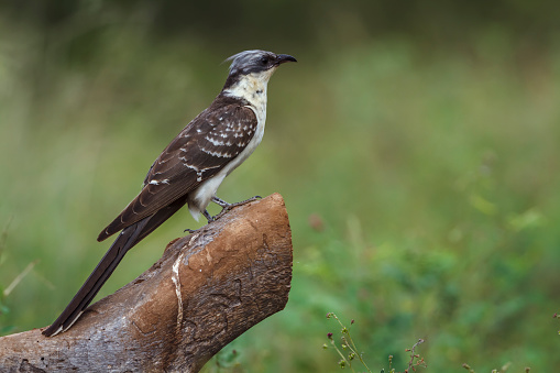 Great Spotted Cuckoo standing side view on a log in Kruger National park, South Africa ; Specie Clamator glandarius family of Cuculidae