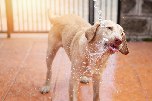 Cute labrador dog with water splash on his head close up view
