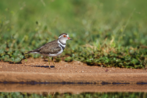 Three banded Plover along waterhole in Kruger National park, South Africa ; Specie Charadrius tricollaris family of Charadriidae