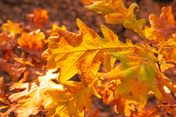 Golden leaves on an oak tree in autumn.