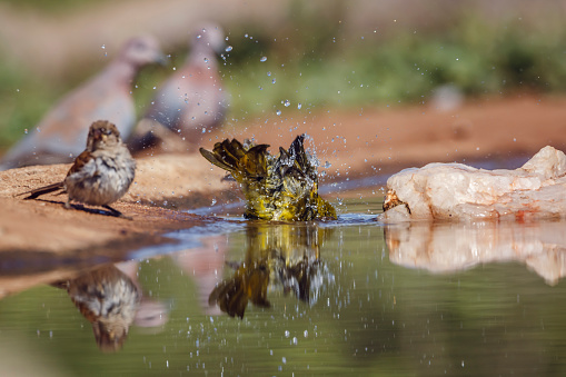 Spectacled Weaver bathing in waterhole with reflection in Kruger National park, South Africa ; Specie Ploceus ocularis family of Ploceidae