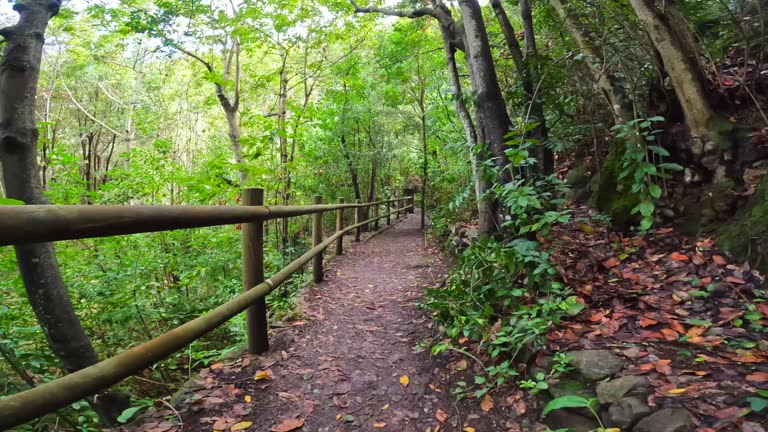 Beautiful walking path the Laurisilva forest of Los tilos de Moya, Gran Canaria
