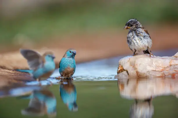 Two Blue-breasted Cordonbleu and sparrow bathing in waterhole in Kruger National park, South Africa ; Specie Uraeginthus angolensis family of Estrildidae
