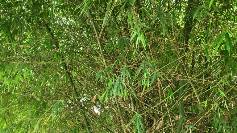 bamboo tree forest background