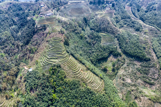 Rice terraces near Sapa, Vietnam.