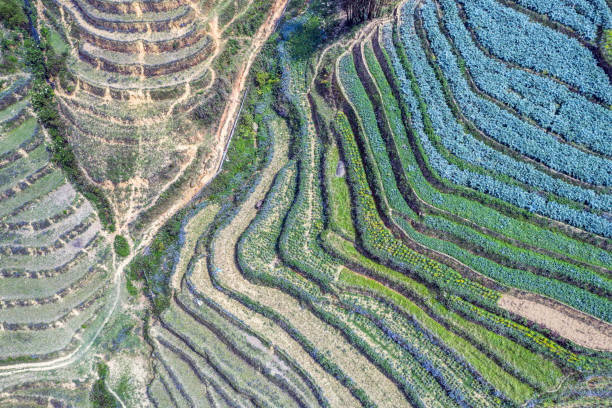Agricultural terraces around Sapa, Vietnam.