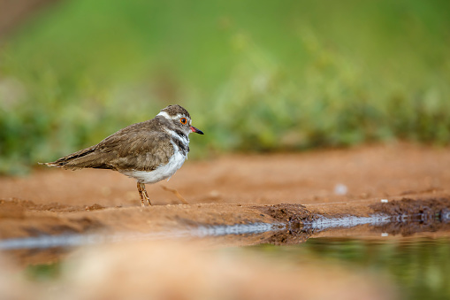 Three banded Plover standing along waterhole in Kruger National park, South Africa ; Specie Charadrius tricollaris family of Charadriidae
