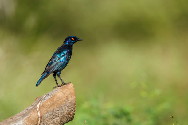 étourneau sansonnet du cap debout sur un tronc d’arbre isolé dans un arrière-plan naturel dans le parc national kruger, afrique du sud dans le parc national kruger, afrique du sud - greater blue eared glossy starling photos et images de collection