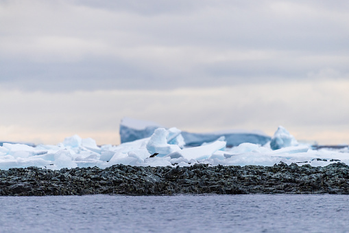 Impression of the Adelie Penguin - Pygoscelis adeliae- colony, near the fish islands, on the Antarctic Peninsula