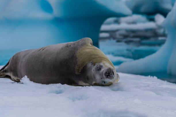 istock Crabeater Seal resting on a sheet of ice 2148837367