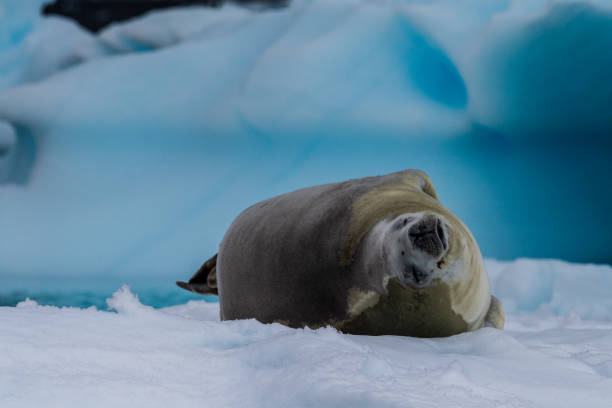 istock Crabeater Seal resting on a sheet of ice 2148837374