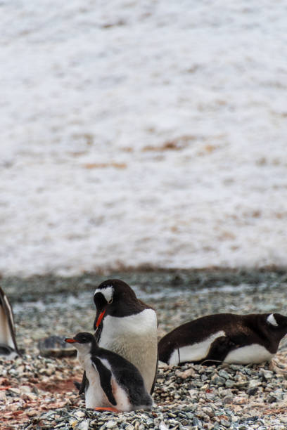 Gentoo penguins in Antarctica. Wild nature. Group of gentoo penguins.