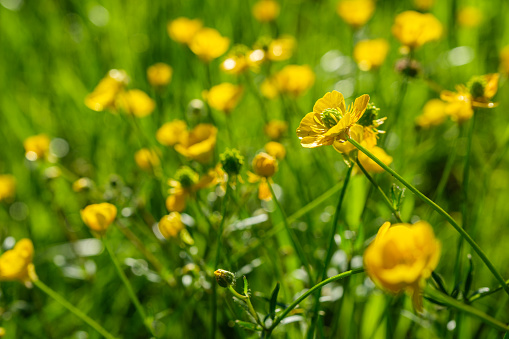 Buttercup flowers in a field in France