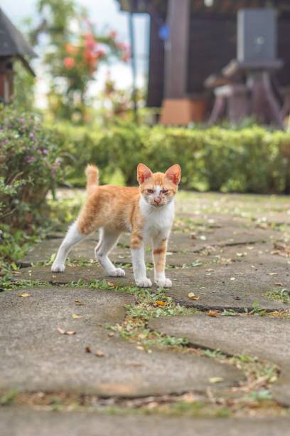 istock stray orange cat on the park street 2148837855