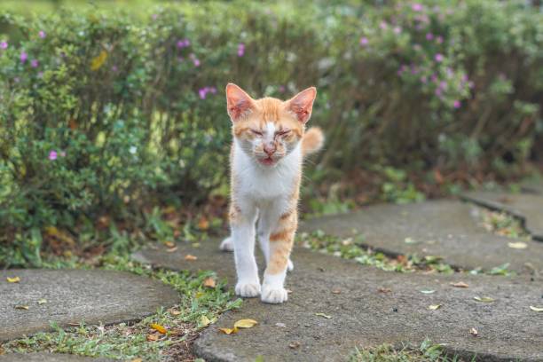 istock stray orange cat on the park street 2148838177