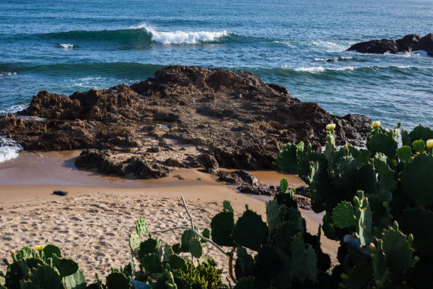 istock Prickly pear cactus against sea rocks and blue sky. 2148838284