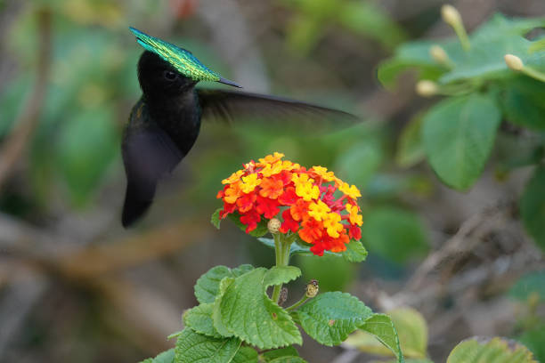 A beautiful Antillan crested hummingbird clearly displaying crest hovering over red and yellow flowers