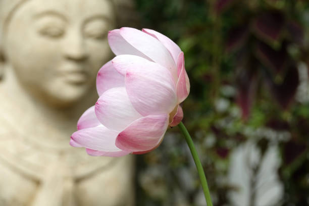 istock Soft pink lotus flower with bali statue in background 2148838519