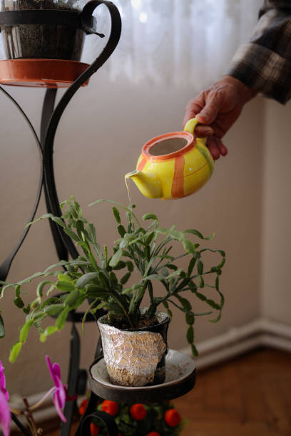 Indoor gardening