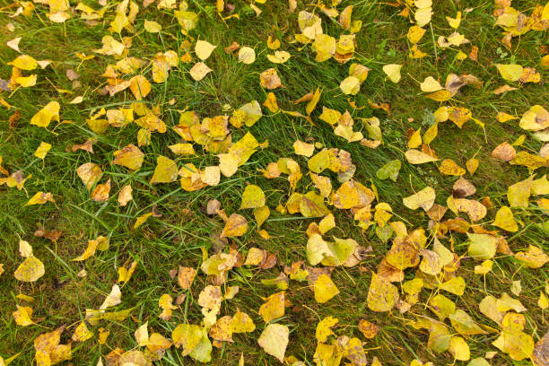 istock Fallen birch leaves on the grass in the park. Autumn 2148838568