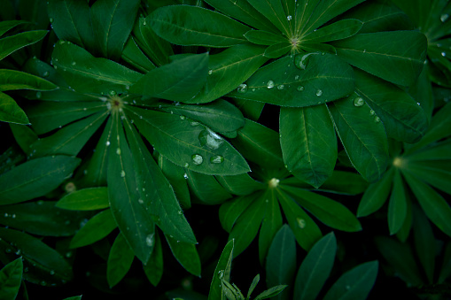 a texture of lupine leaves in raindrops, smartphone background