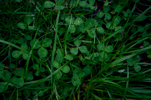 the clover leaves among the grass covered with raindrops, smartphone background