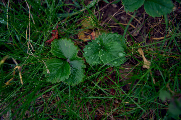 a strawberry leaves with raindrops, smartphone background