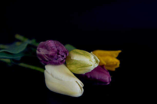 tulip flowers close up