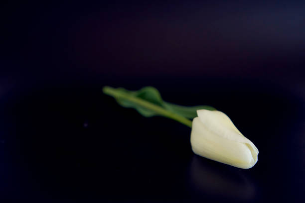 istock multicolored tulips on a black background in a minimalist style 2148838946