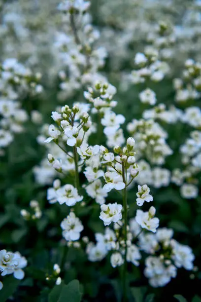 Photo of small white flowers creep on the ground, plant background