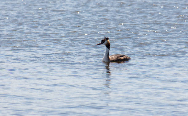 istock One duck swims on the lake 2148839099