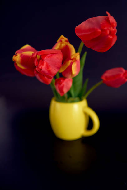 tulip flowers close up