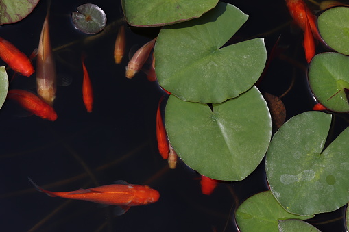 Goldfish swim among the leaves in the pond.