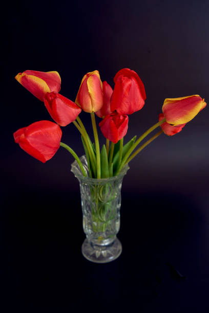 the red and yellow tulips on a black background