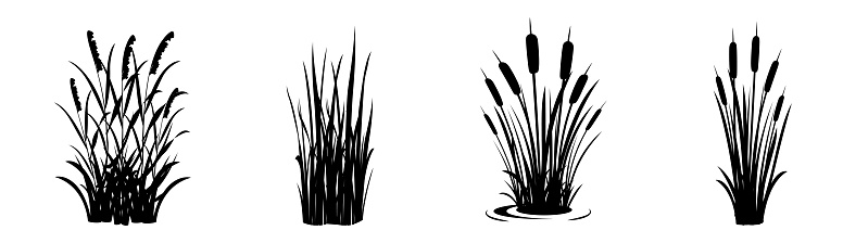 Silhouette of reeds on a white background. Set of swamp grass elements. Swamp vegetation for design.