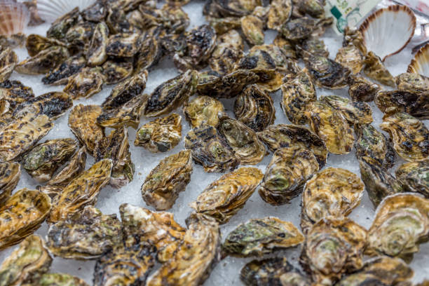 istock Fresh raw shells in the market on the ice - Spain 2148839971