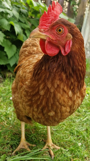 Close-up of a brown domestic hen