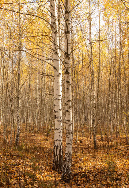 istock Trunks of young birches in the forest in autumn 2148840792