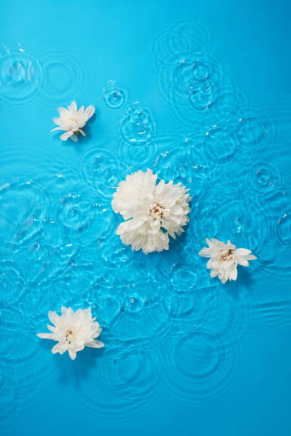 istock White chrysanthemum flowers in bright blue water with soft waves 2148840878