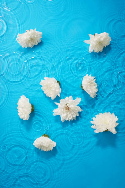 istock White chrysanthemum flowers in bright blue water with waves and circles 2148840893