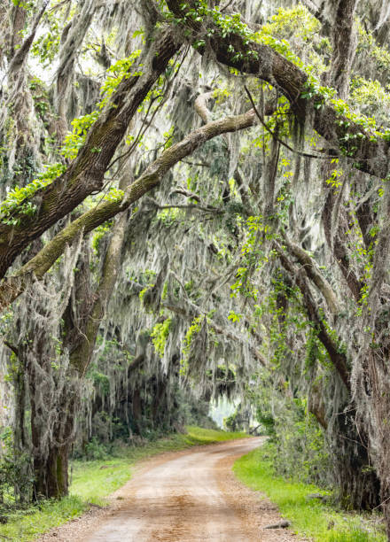 istock Savannah Wildlife Refuge Drive 2148842388
