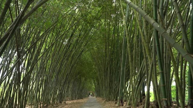 Path through bamboo forest, Tu Sang bamboo forest, Hau Giang province, Vietnam
