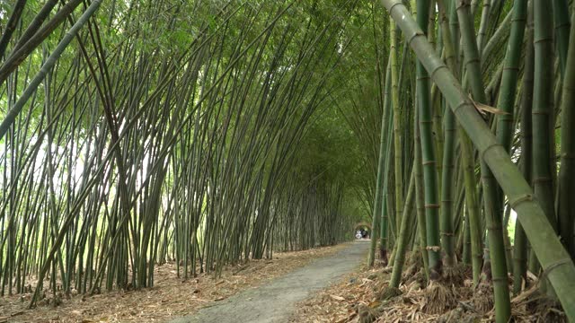 Path through bamboo forest, Tu Sang bamboo forest, Hau Giang province, Vietnam