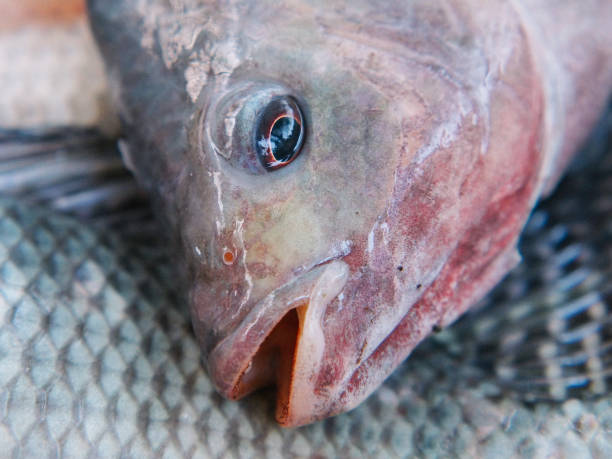 istock fresh tilapia from market 2148842622