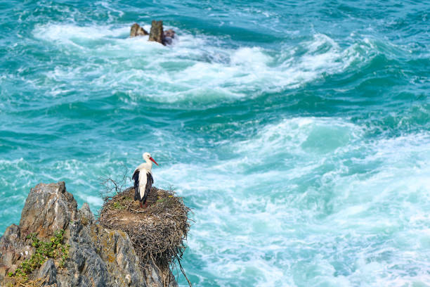 white stork, ciconia ciconia, nesting in a storks colony in the rocky cliffs of Cabo Raso at the western atlantic coast of Portugal, Europe