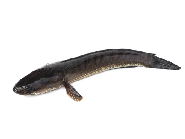 istock Large, fresh, not dead snakehead fish placed isolated on a white background. 2148844272