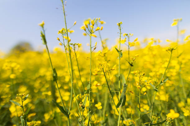 Yellow field - Photo