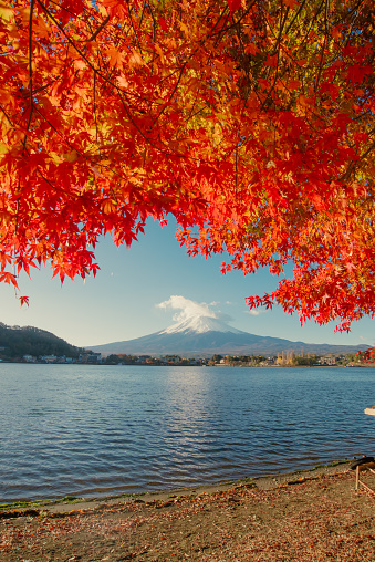 Fuji mountain with red maple, Kawaguchiko lake.