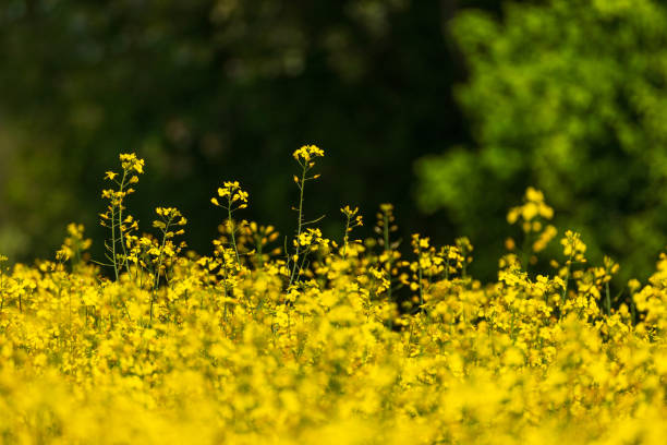 Yellow field - Photo
